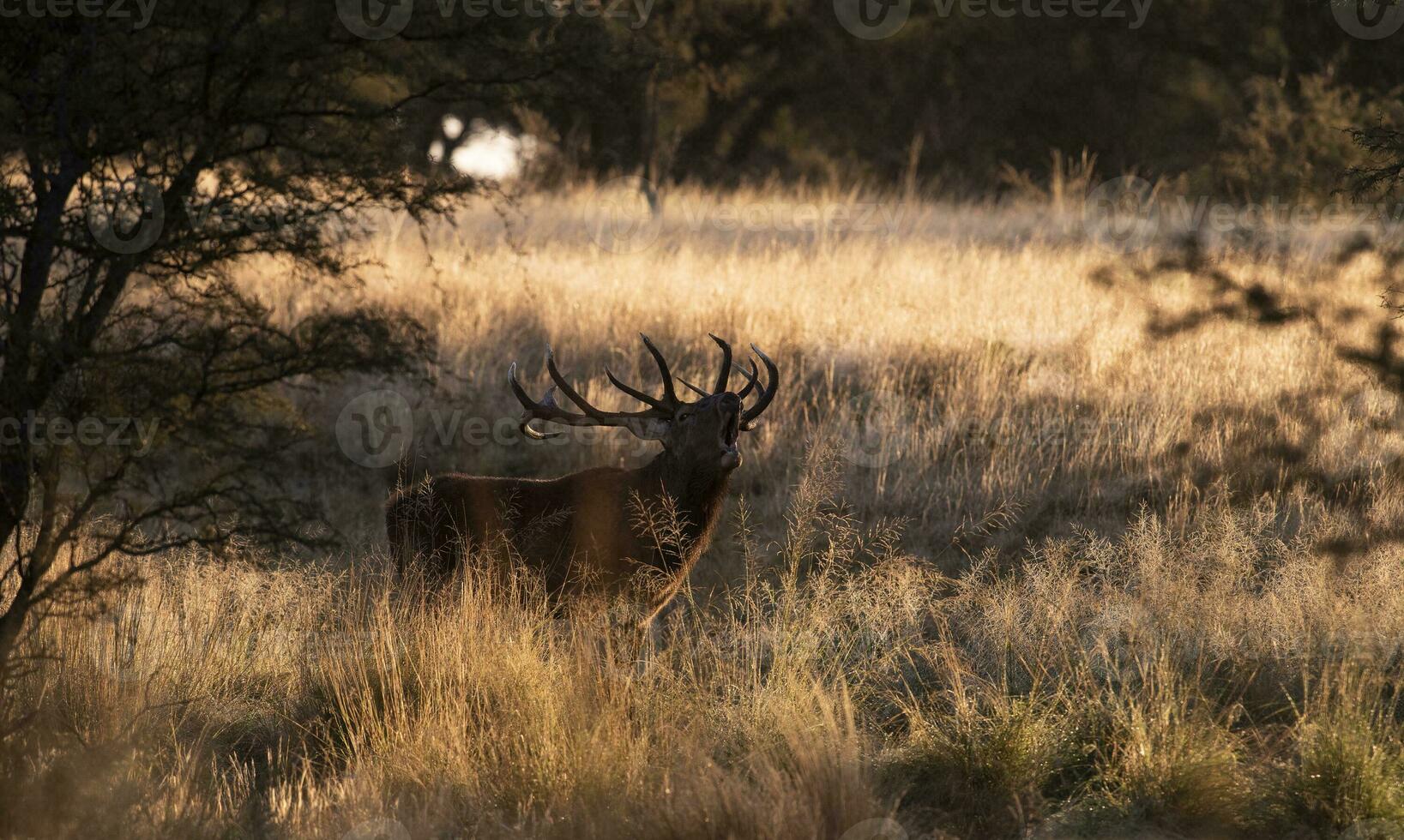 maschio rosso cervo nel la pampa, argentina, parque Luro, natura Riserva foto