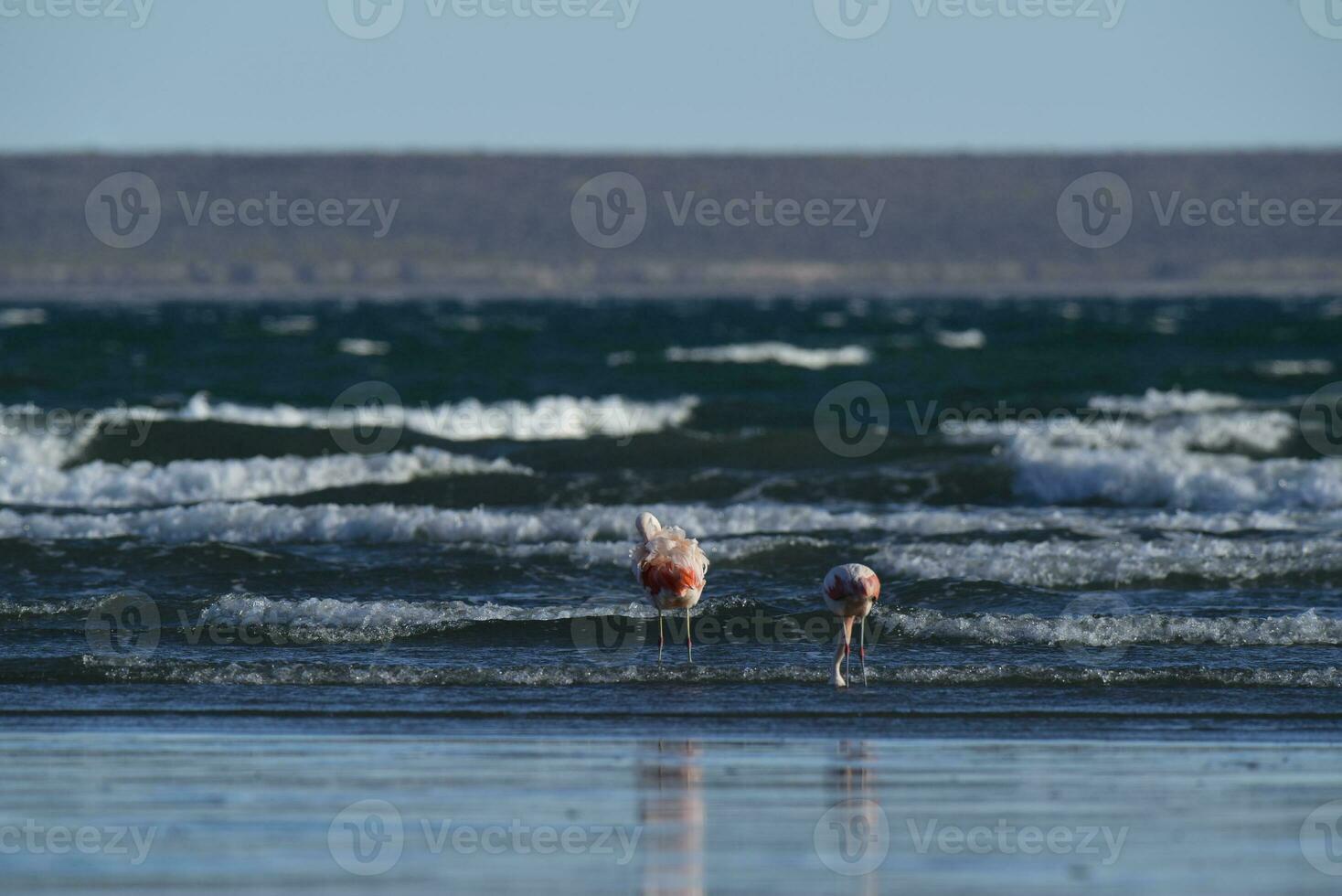 fenicotteri alimentazione a Basso marea,penisola Valdes, Patagonia, argentina foto