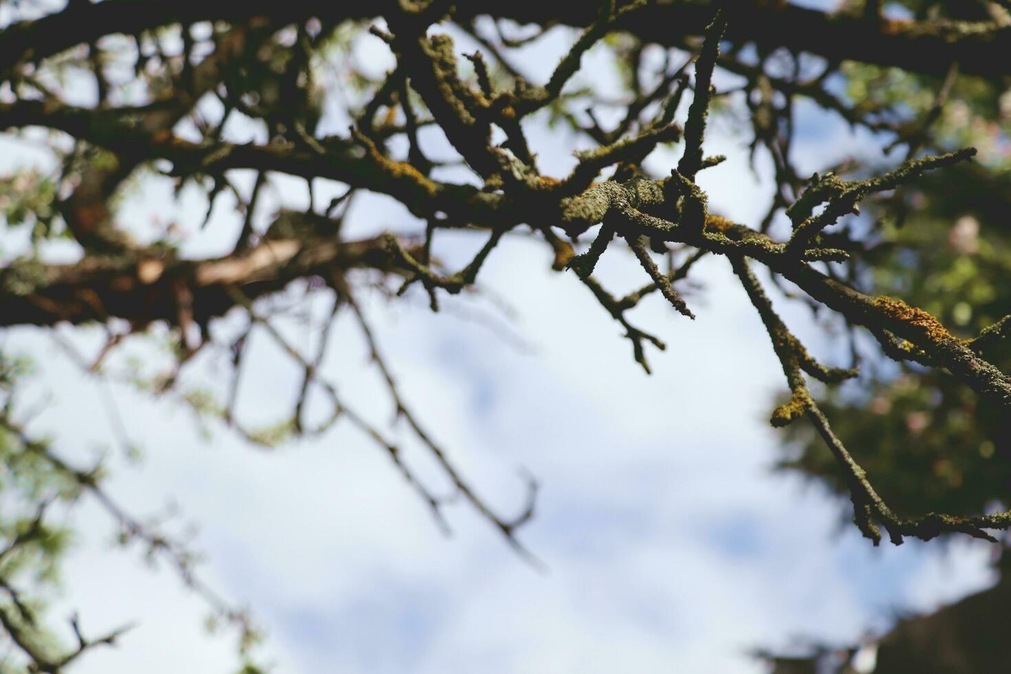 asciutto albero ramo nel primavera. albero rami. foto
