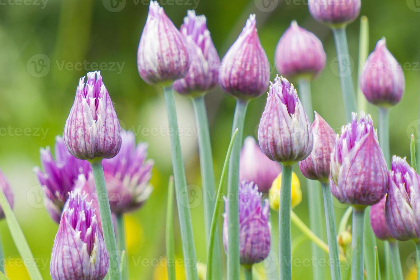 allium hollandicum cipolla persiana aglio olandese pianta fiorita viola, fiori ornamentali in fiore, gambo alto, bacrground foto