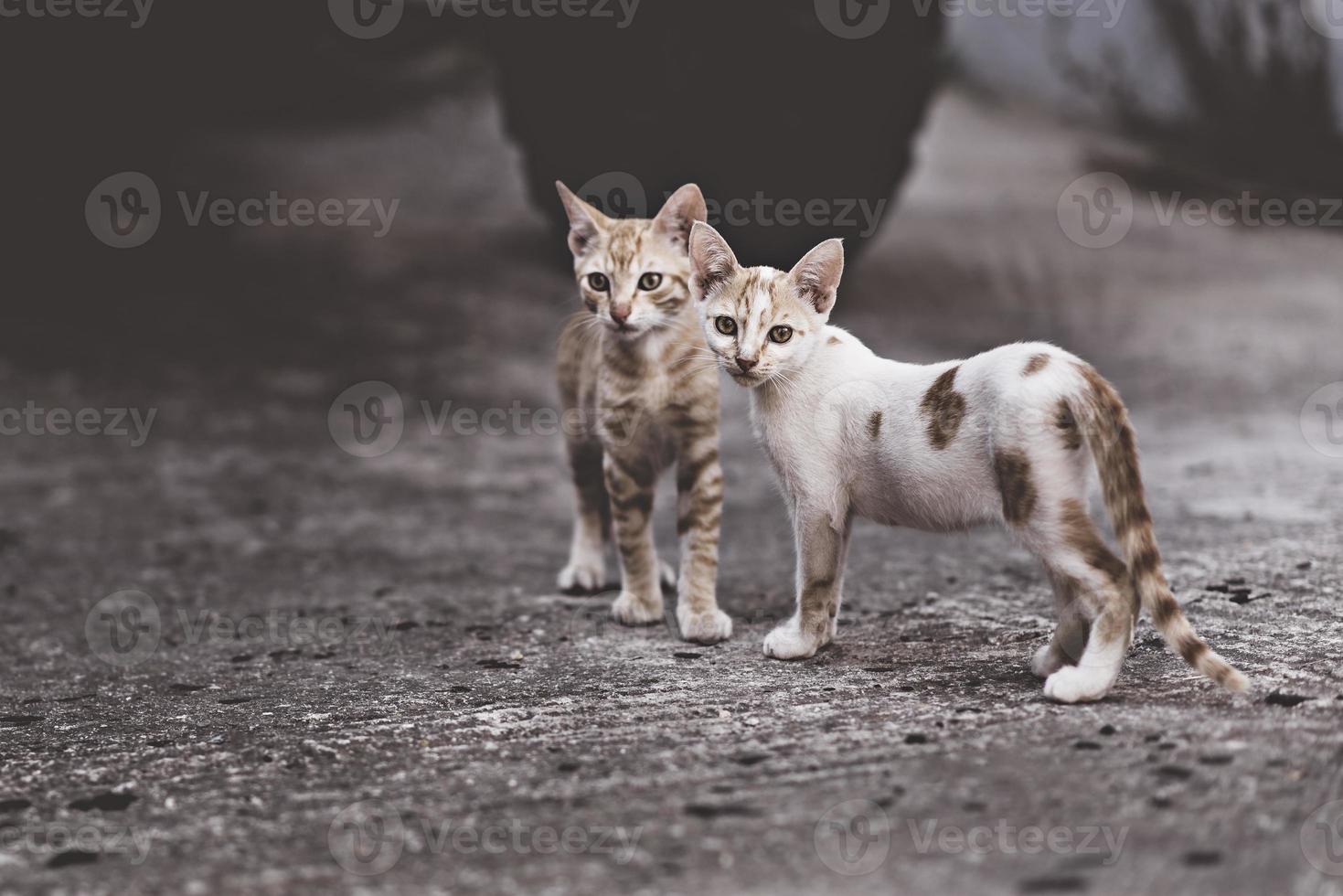 due gatti in una relazione molto complicata. due gatti domestici che si divertono insieme all'aperto. foto