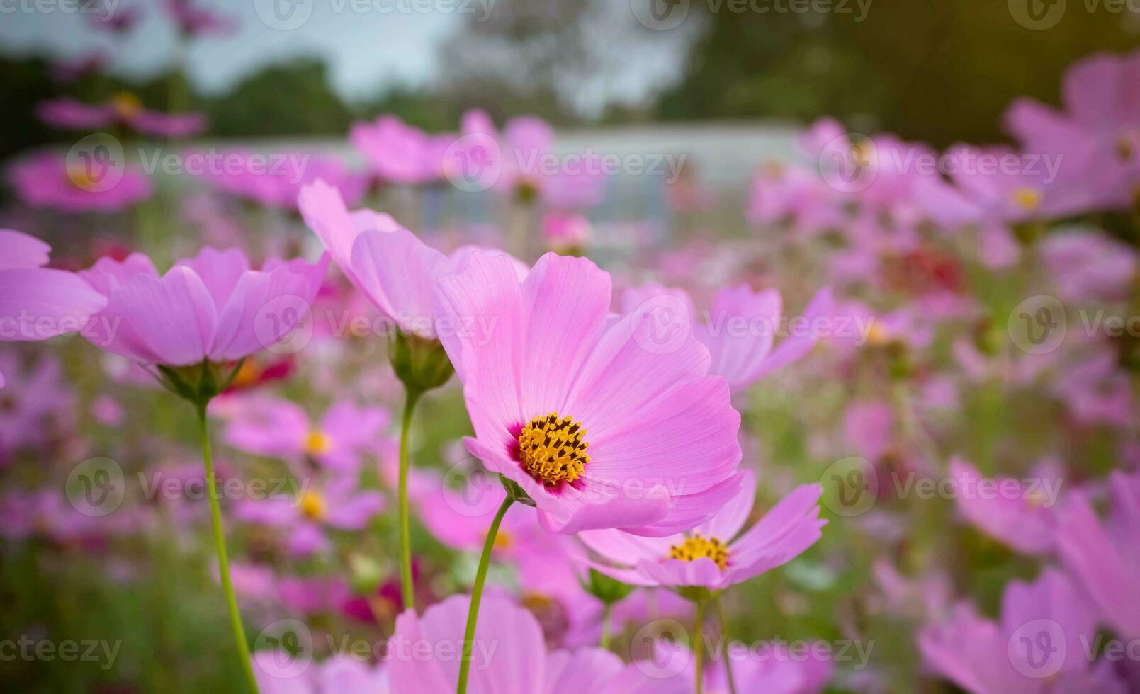 cosmo fiore con sfocato sfondo. fioritura rosa fiore. foto