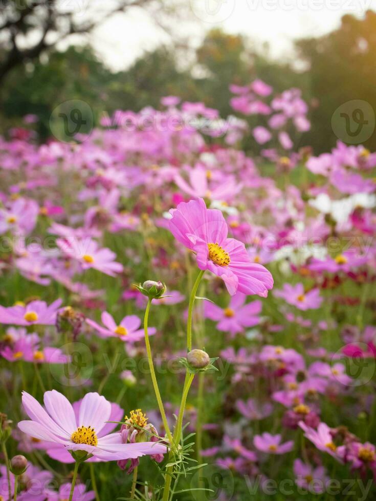 cosmo fiore con sfocato sfondo. fioritura rosa fiore. foto