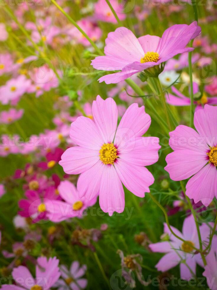 cosmo fiore con sfocato sfondo. fioritura rosa fiore. foto