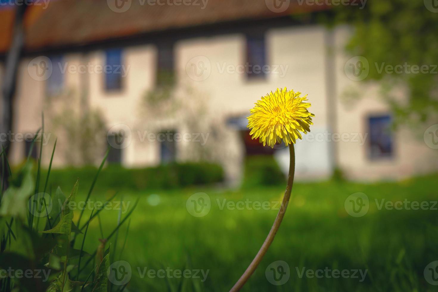 dente di leone giallo sul gambo lungo che fiorisce nell'erba verde vicino al prato di fronte al vecchio edificio foto