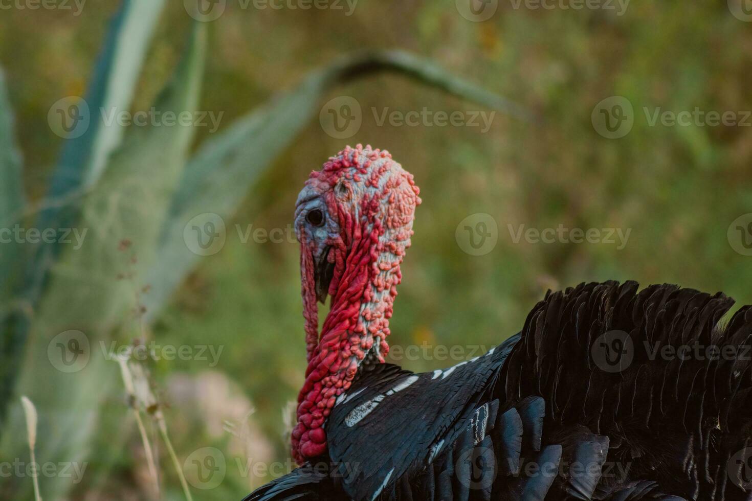 il tacchino, un' uccello di natura, miscele con il pieno di piante dintorni foto