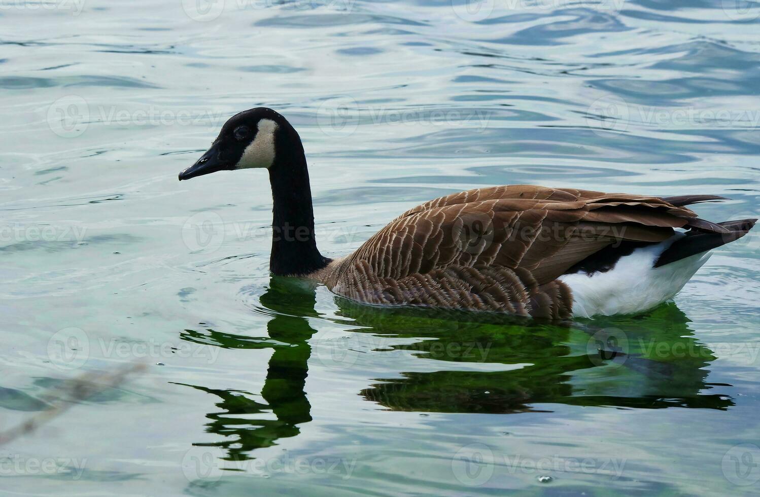 carino e unico acqua uccelli e cigno a volontà lago di Milton keynes, Inghilterra UK. foto