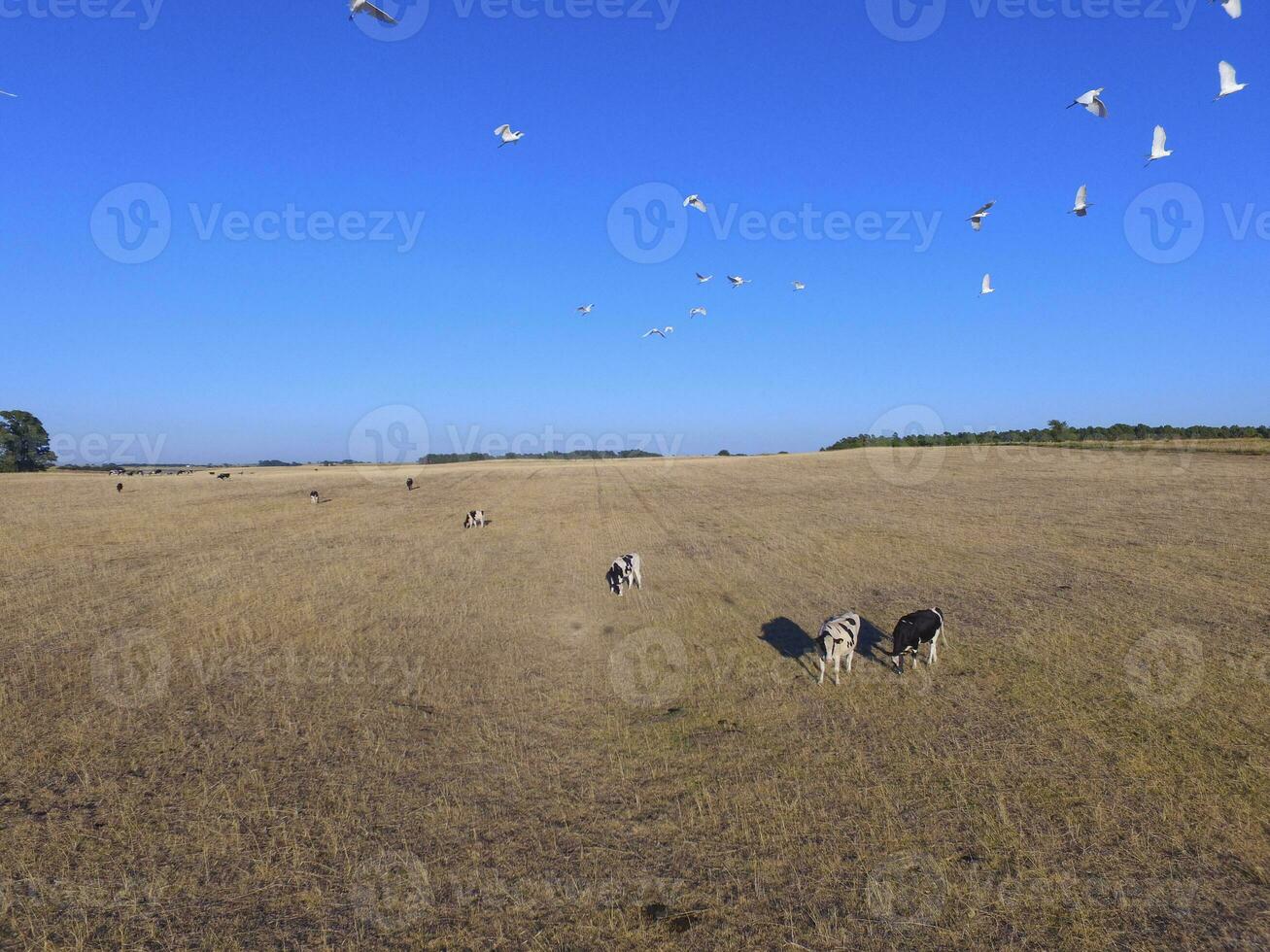 manzi alimentato con naturale erba, pampa, argentina foto