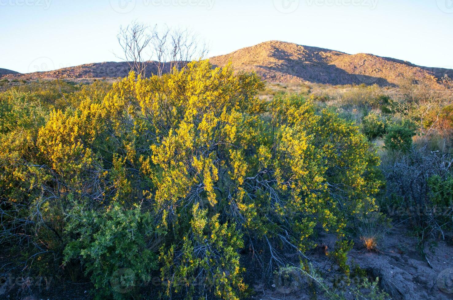 creosoto cespuglio, lihue calel nazionale parco, la pampa, argentina foto