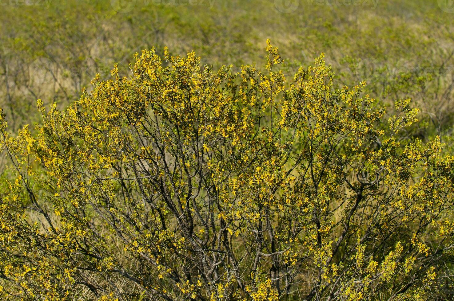 creosoto cespuglio, lihue calel nazionale parco, la pampa, argentina foto