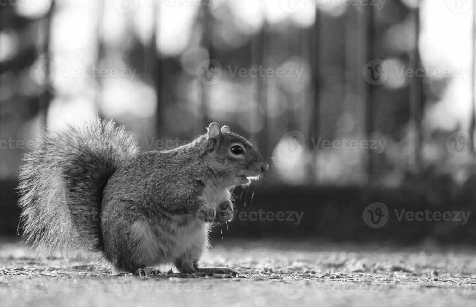 carino scoiattolo nel erba In cerca di cibo a guerra pubblico parco di lutone, Inghilterra UK foto