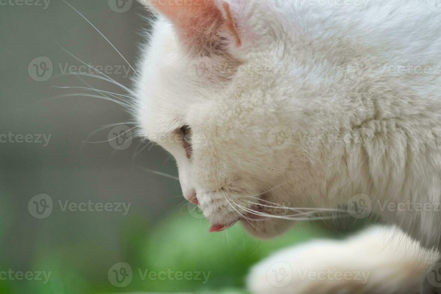 bellissimo persiano razza gattino pose a casa giardino foto