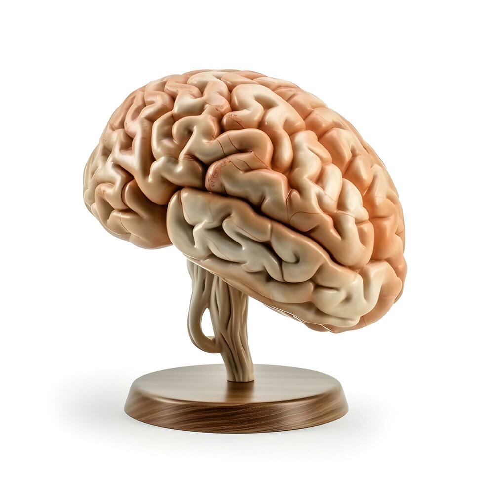 umano cervello su bianca sfondo. generativo ai foto