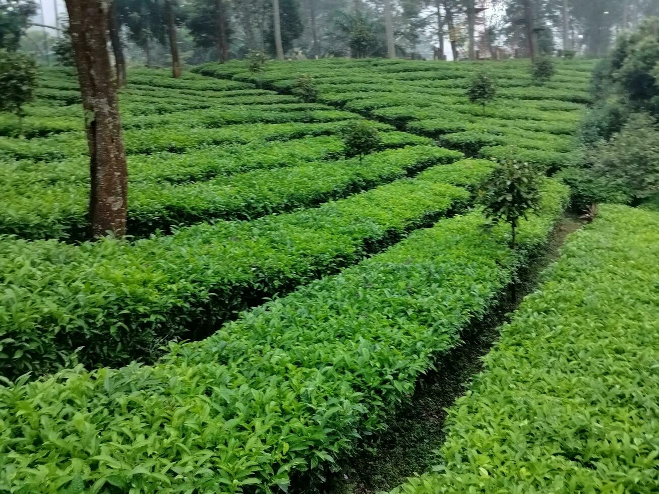 foto di il tè giardino