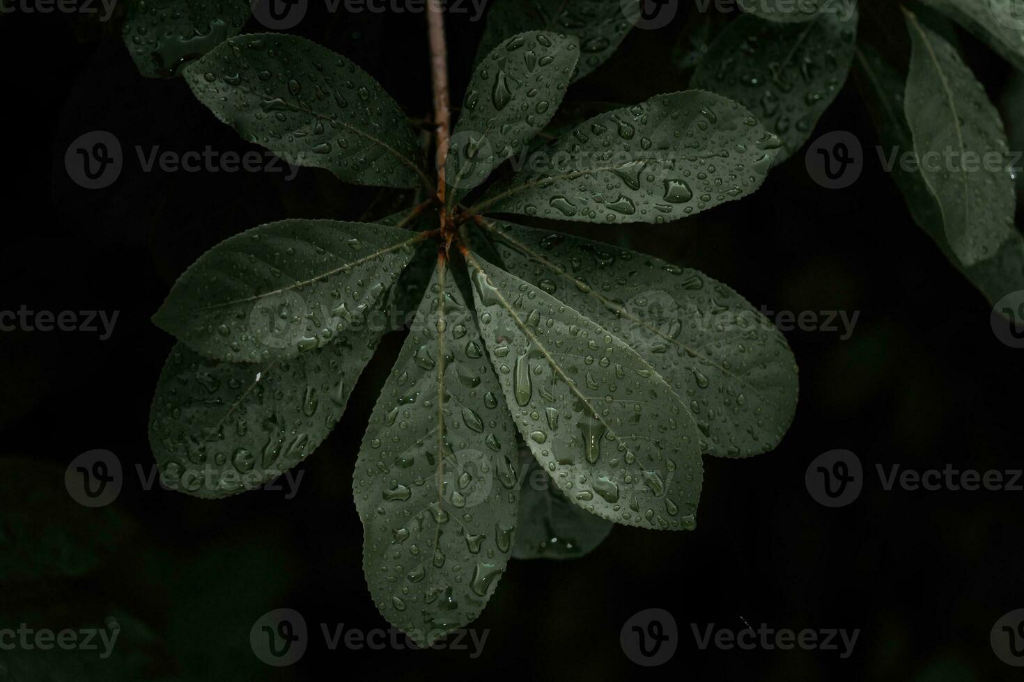 piatto posizione, buio natura concetto, con pioggia goccioline, buio verde fogliame struttura sfondi foto