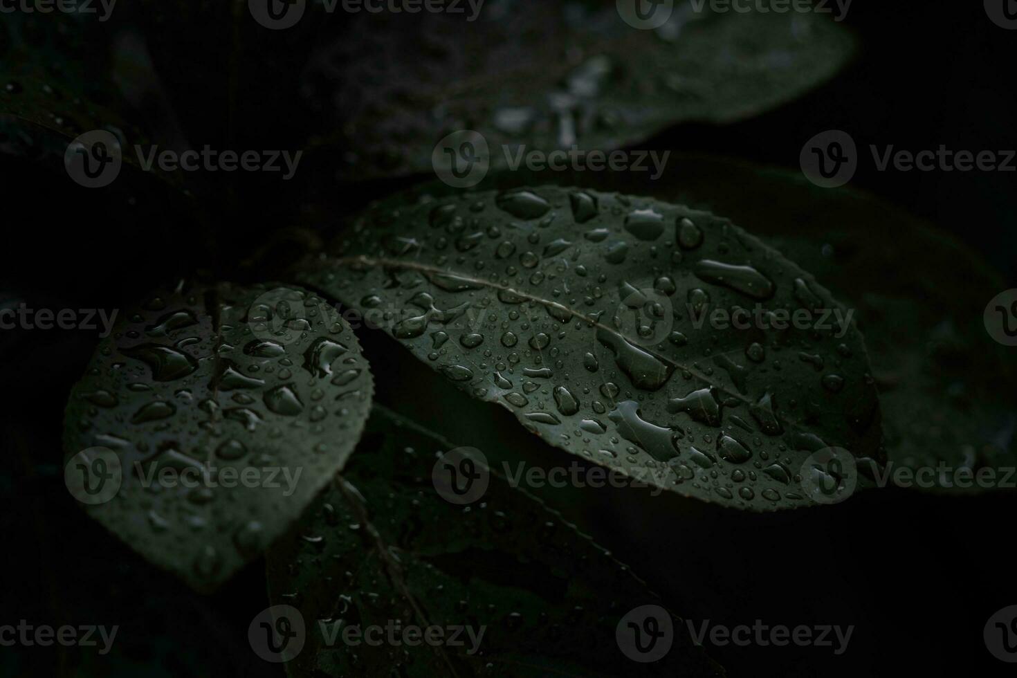 piatto posizione, buio natura concetto, con pioggia goccioline, buio verde fogliame struttura sfondi foto
