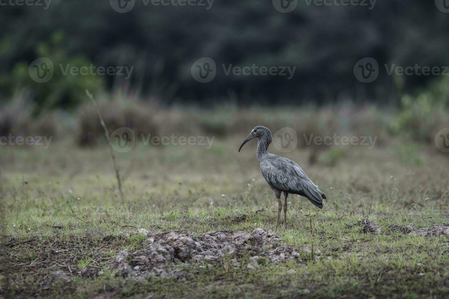 plumbeo ibis,teristico caerulescens, pantanale, mamato grosso, brasile. foto