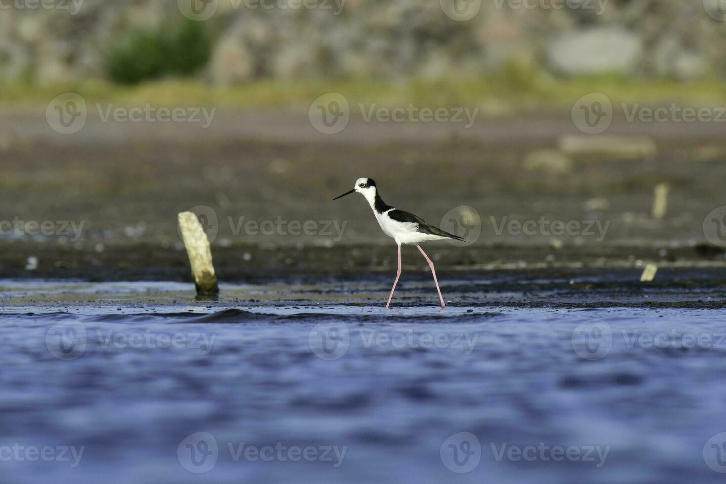 meridionale trampolo, himantopus melanurus nel volo, la pampa Provincia, patagonia, argentina foto