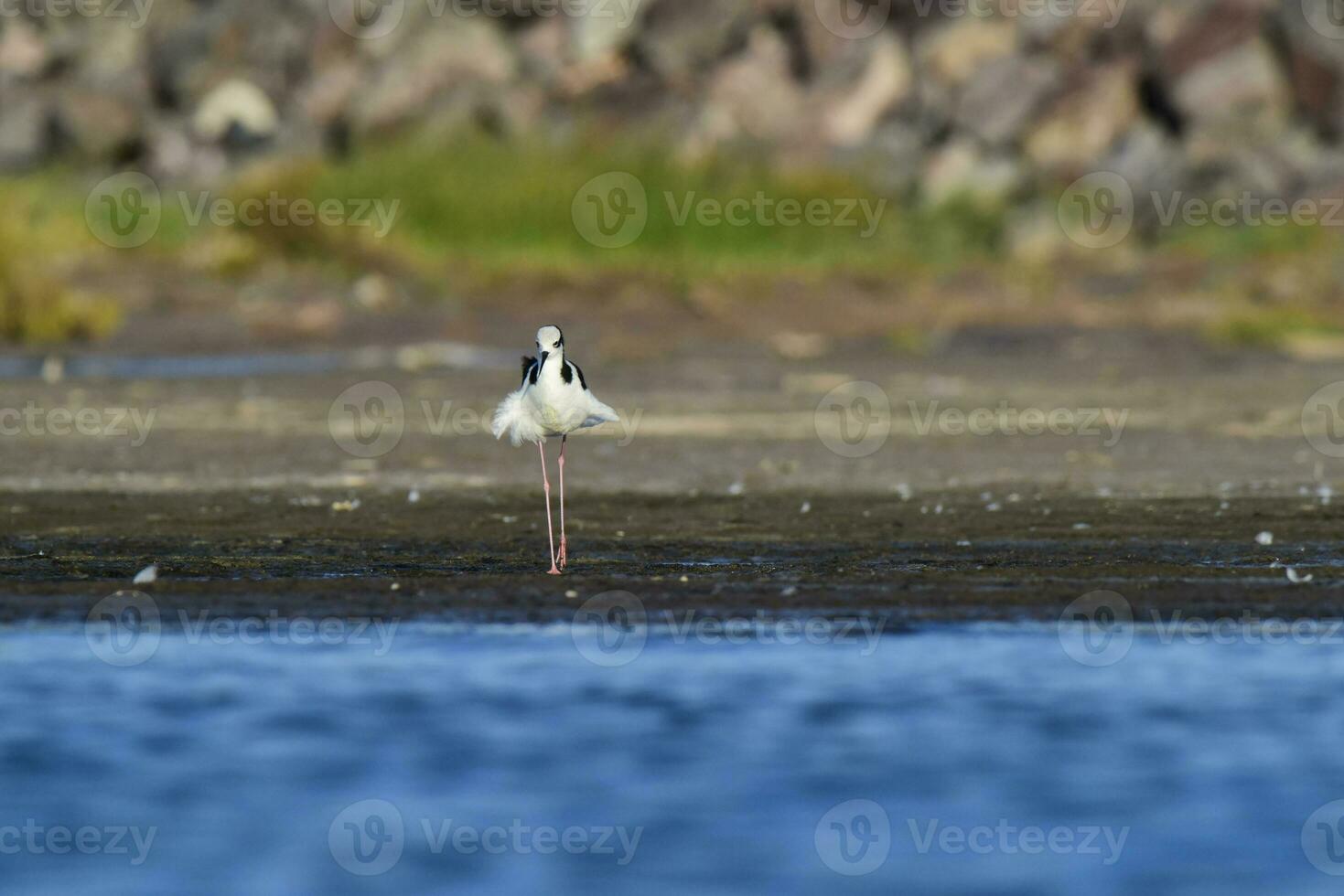 meridionale trampolo, himantopus melanurus nel volo, la pampa Provincia, patagonia, argentina foto