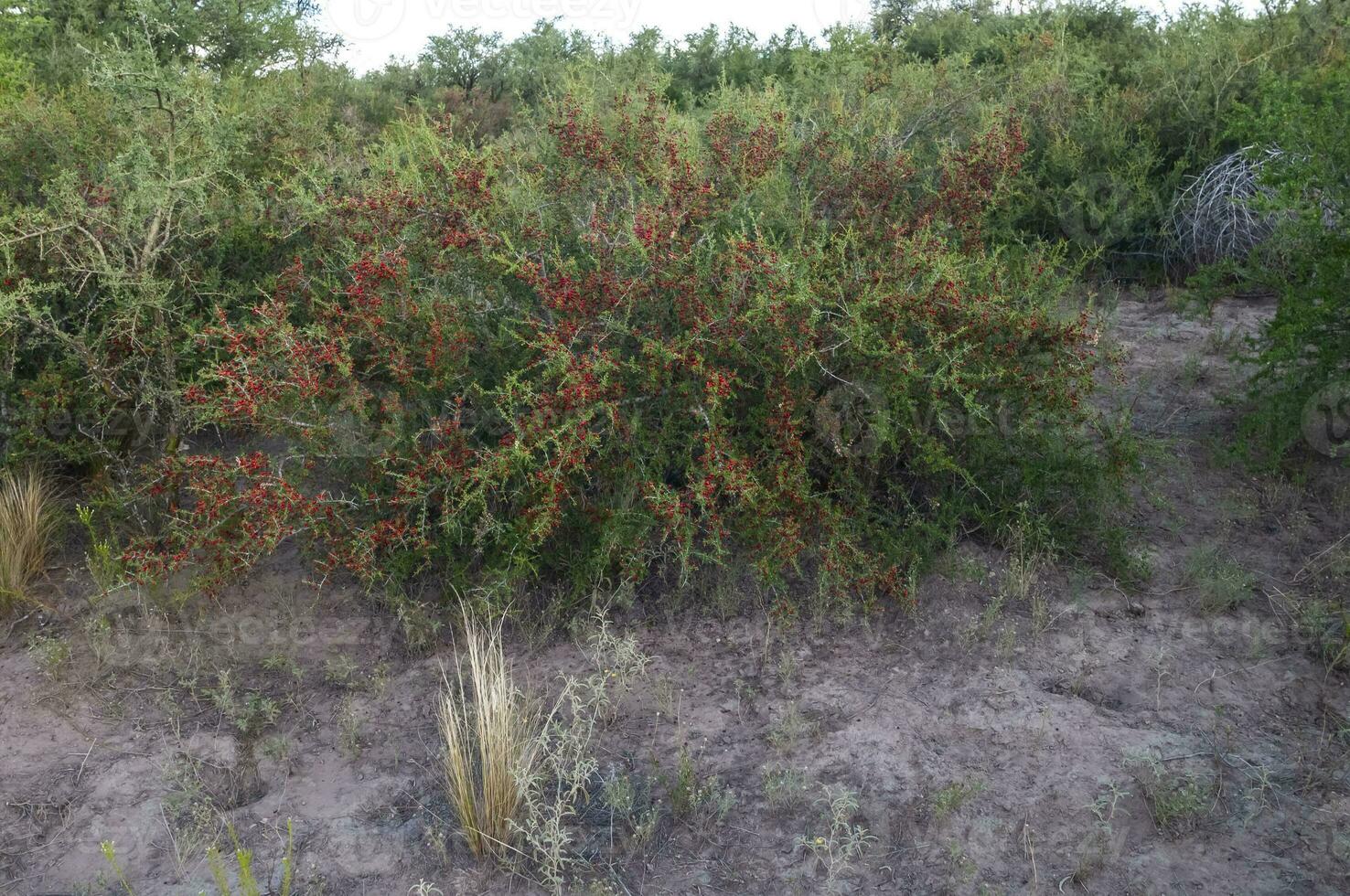 piquillina, endemico selvaggio frutta nel il pampa foresta, patagonia, argentina foto