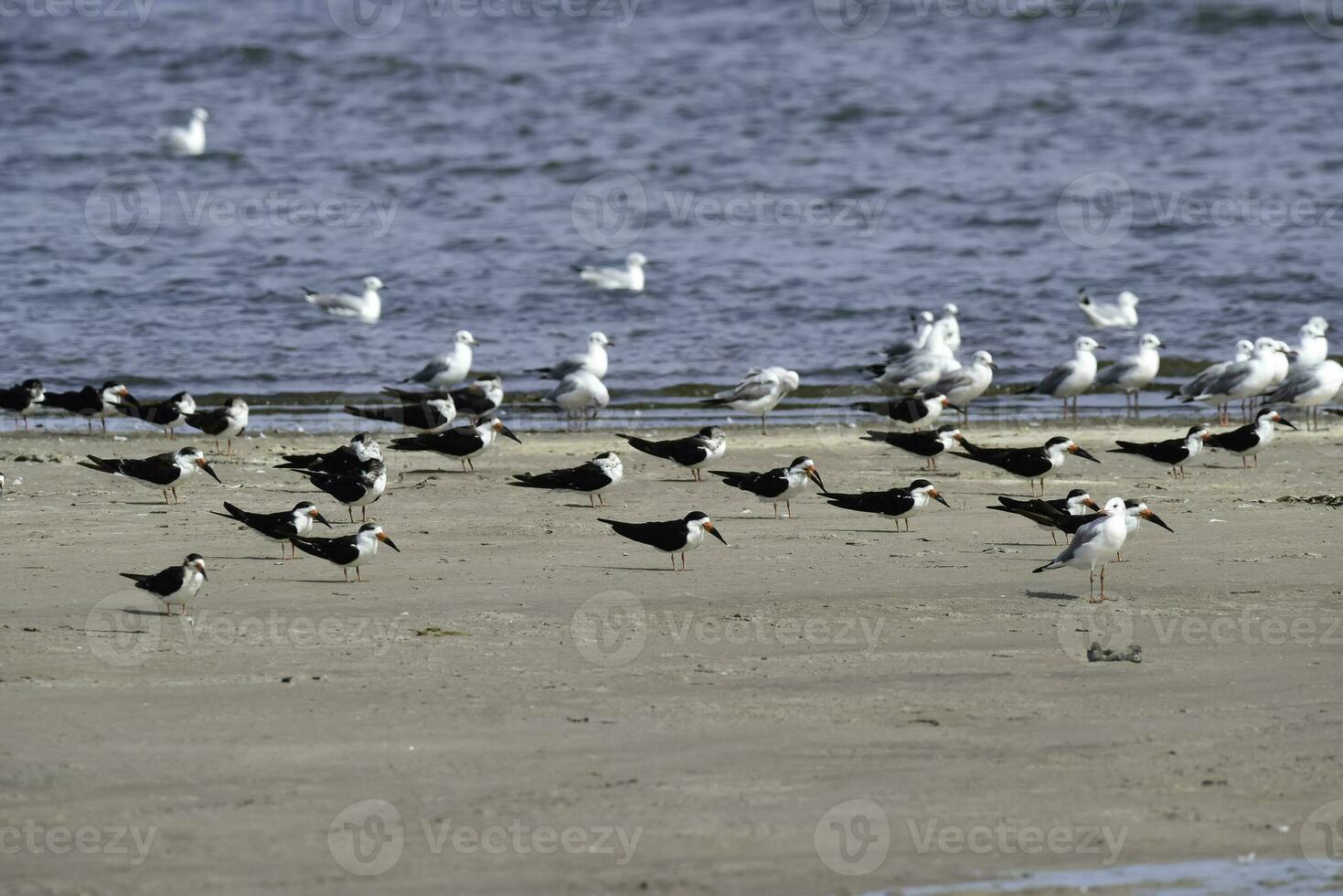 nero schiumarola, ansenuza nazionale parco, cordoba Provincia, argentina. foto