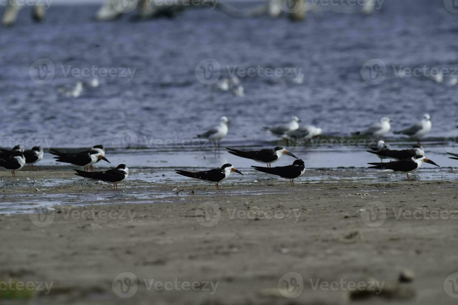 nero schiumarola, ansenuza nazionale parco, cordoba Provincia, argentina. foto