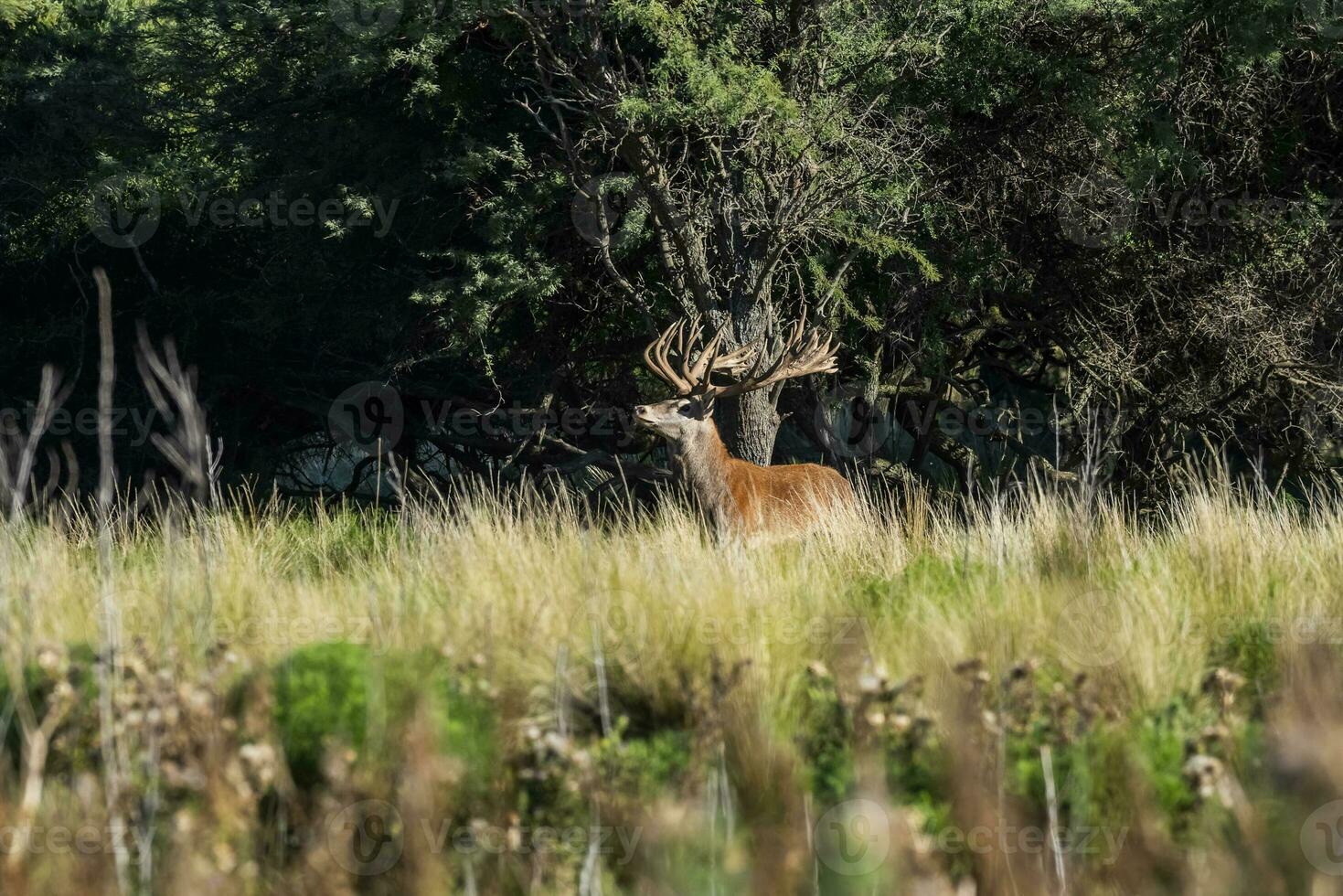 rosso cervo, maschio ruggente nel la pampa, argentina, parque Luro, natura Riserva foto