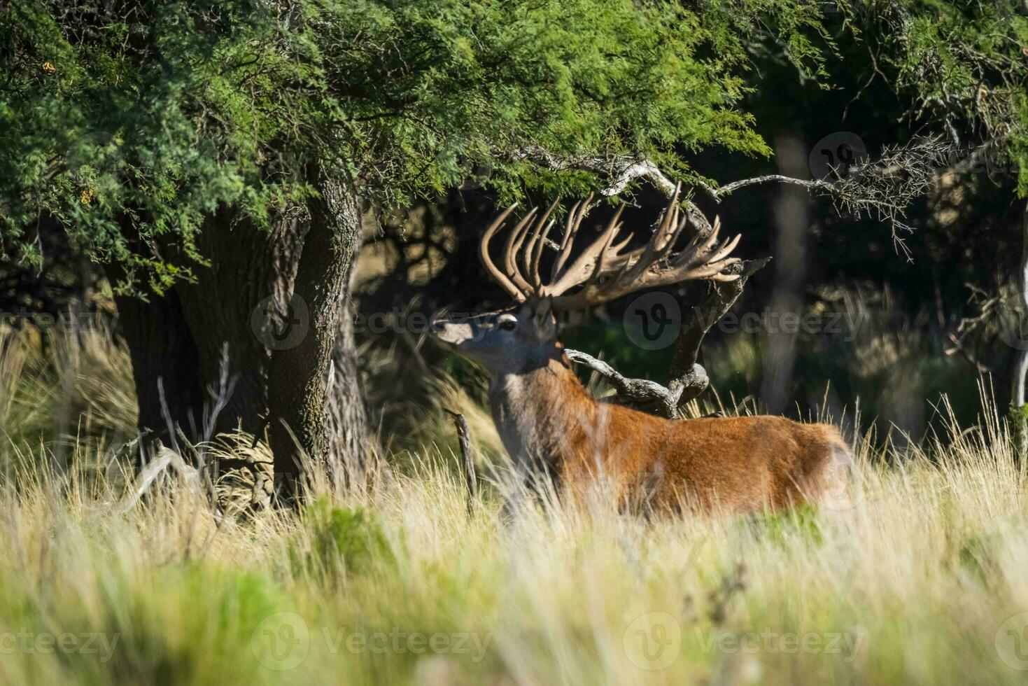 rosso cervo, maschio ruggente nel la pampa, argentina, parque Luro, natura Riserva foto