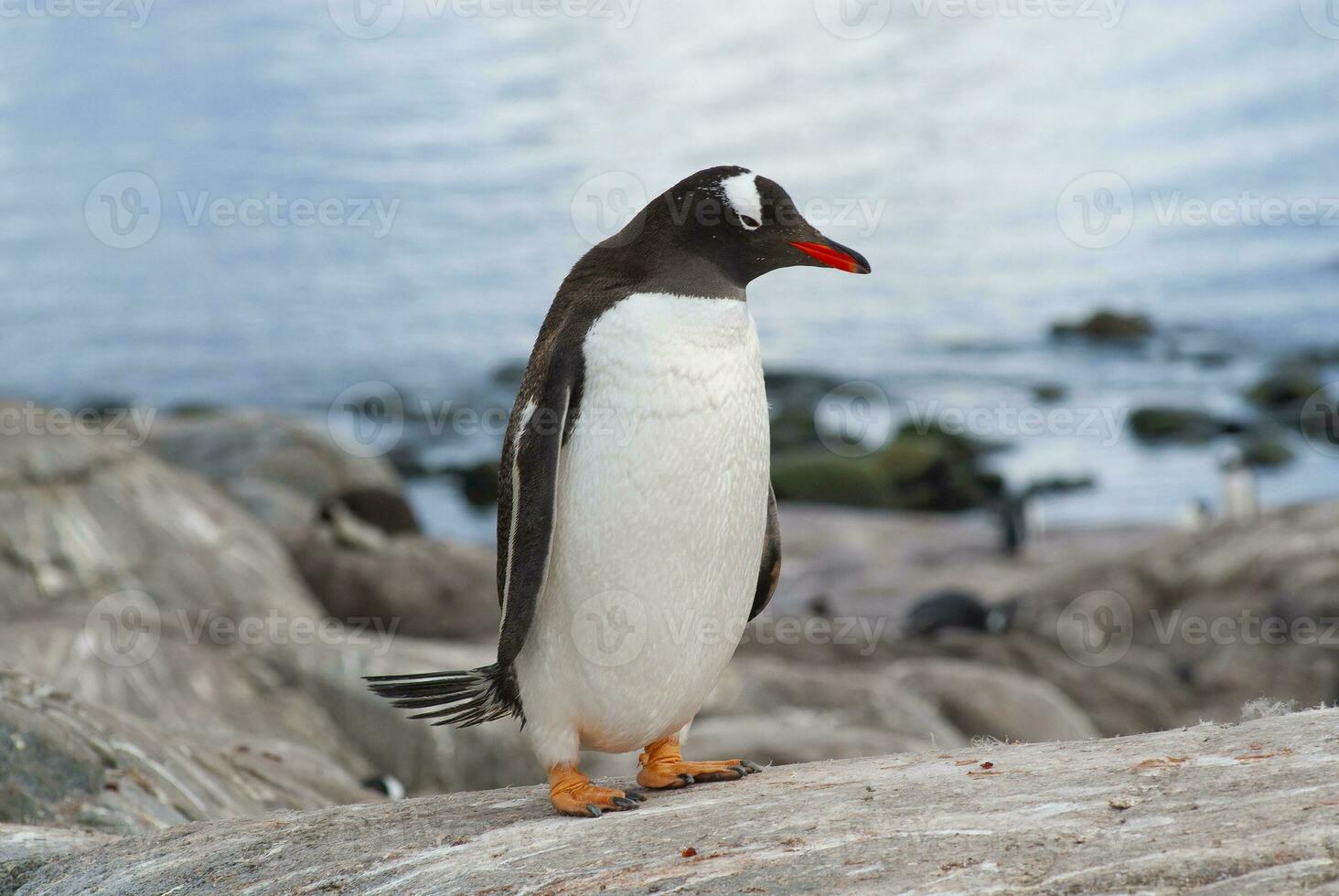 gentoo pinguino, pygoscelis Papua, antartico. foto