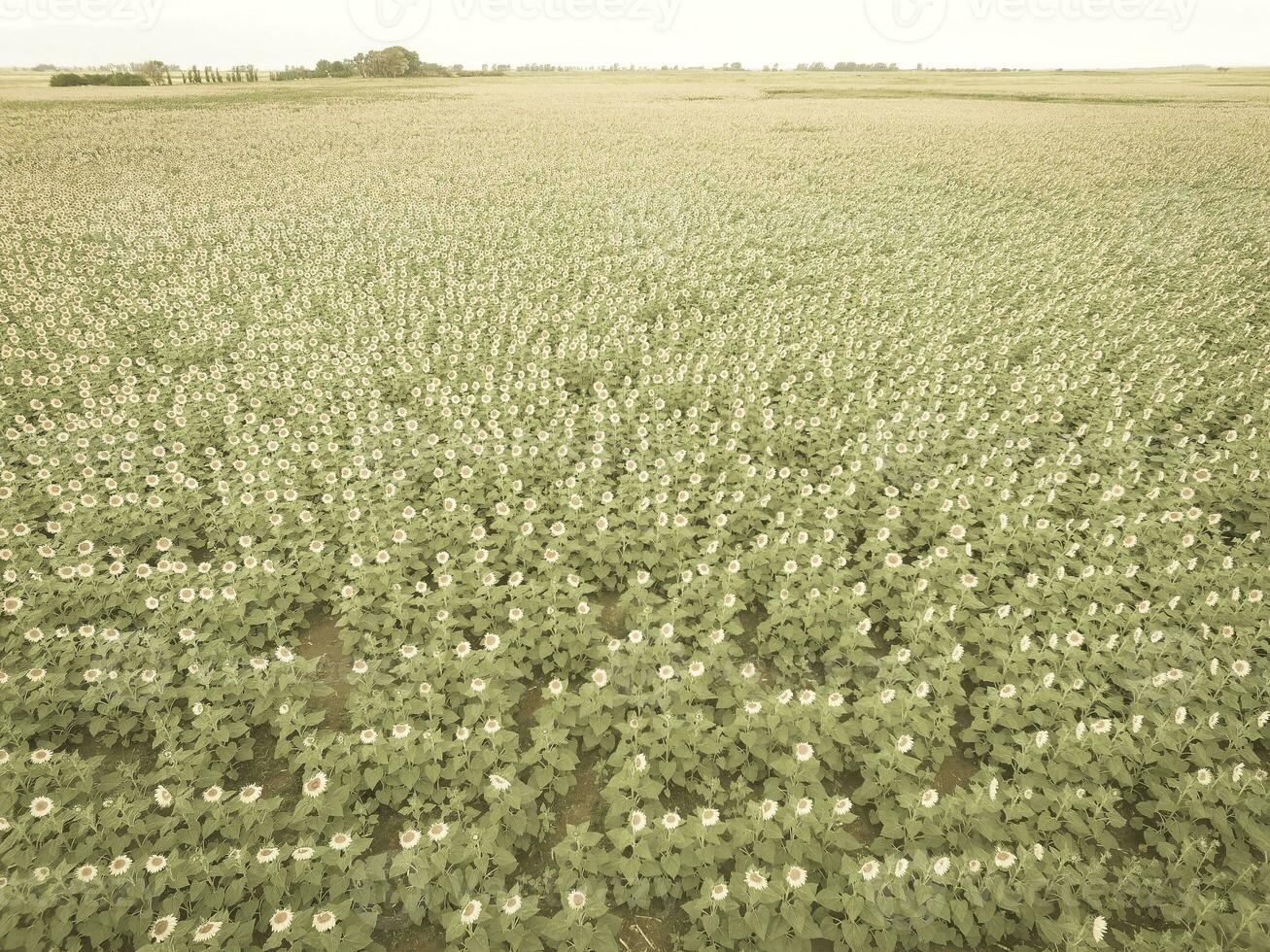 girasole coltivazione, aereo Visualizza, nel pampa regione, argentina foto