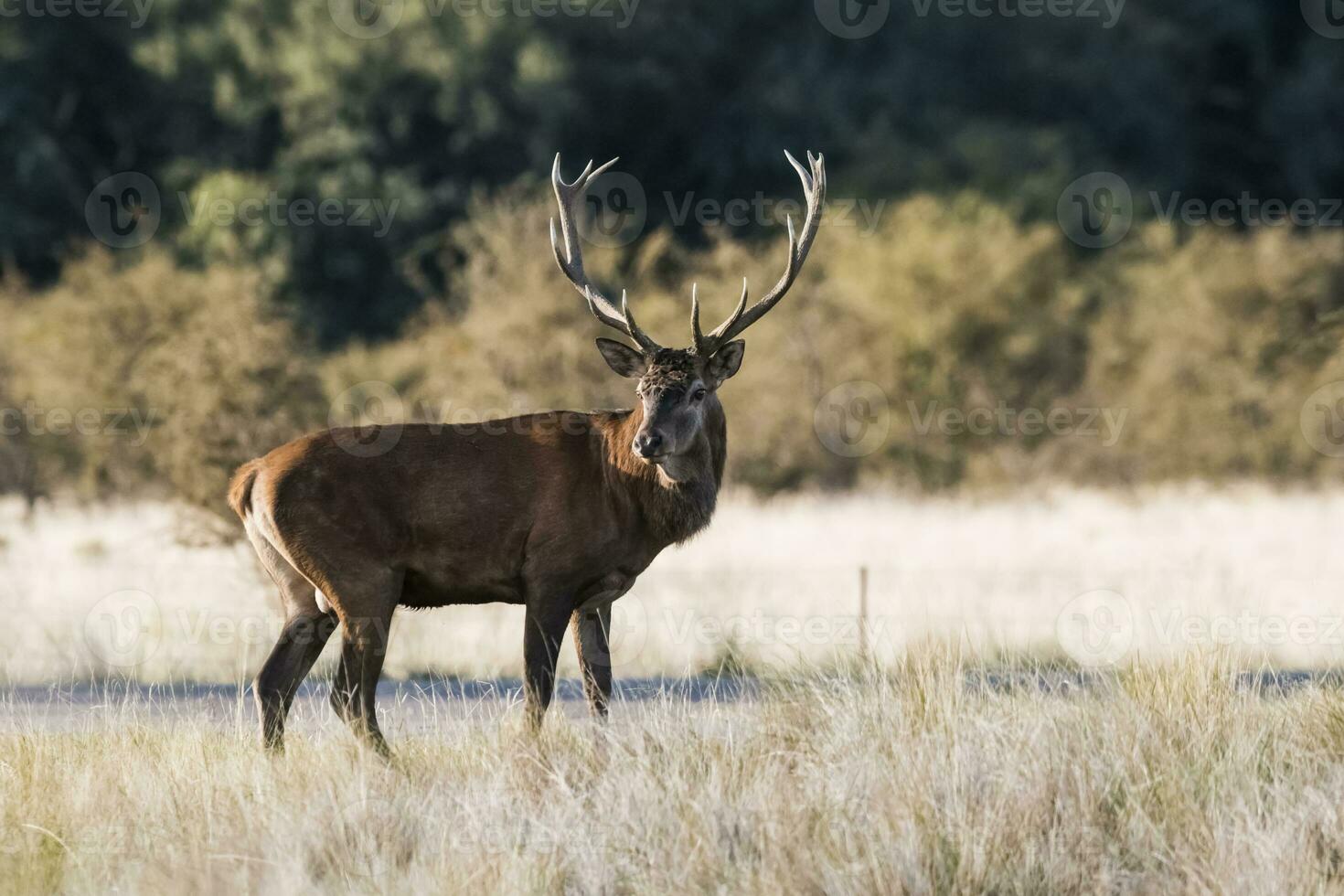 rosso cervo solco stagione, la pampa, argentina foto