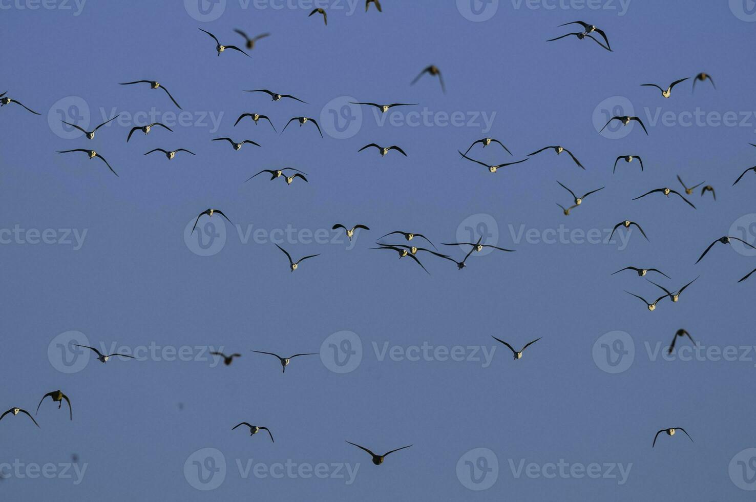 meridionale trampolo, himantopus melanurus nel volo, la pampa Provincia, patagonia, argentina foto