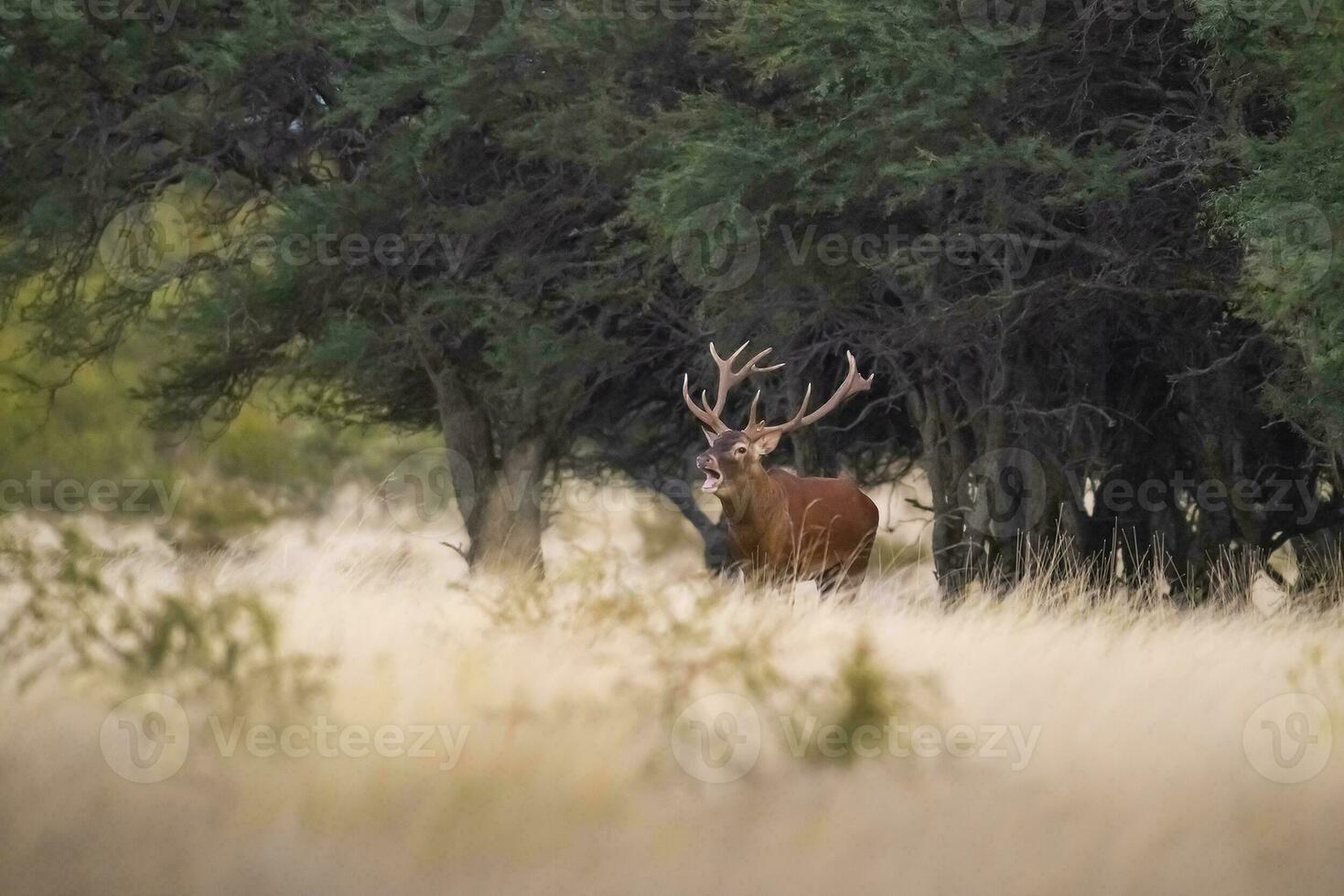 rosso cervo nel parque luro natura Riserva, la pampa, argentina foto