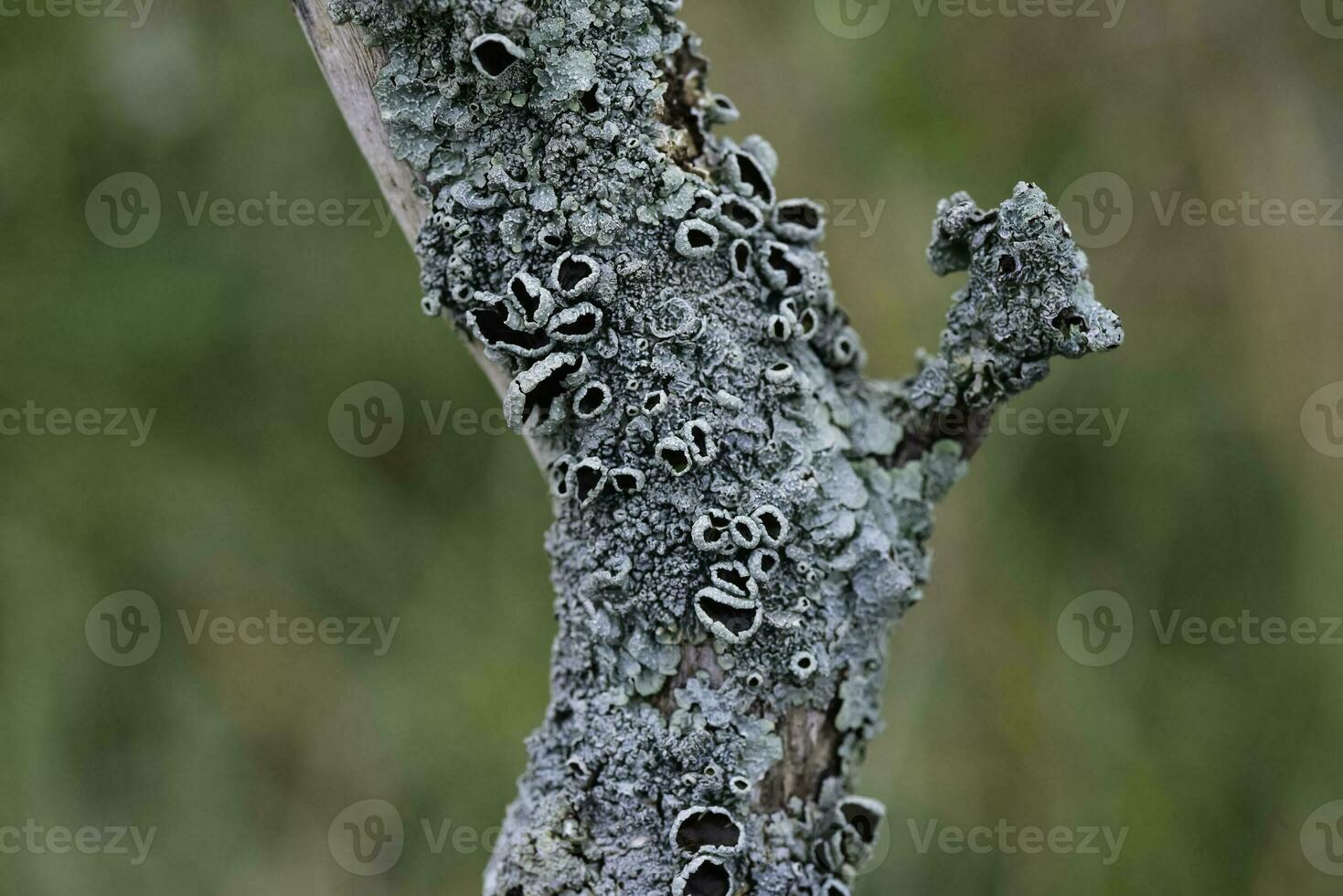 licheni allegato per un' albero ramo, la pampa Provincia, patagonia, argentina. foto