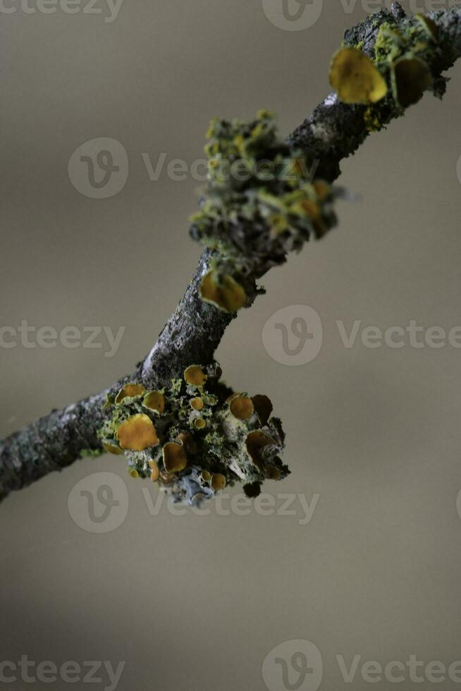 licheni allegato per un' albero ramo, la pampa Provincia, patagonia, argentina. foto