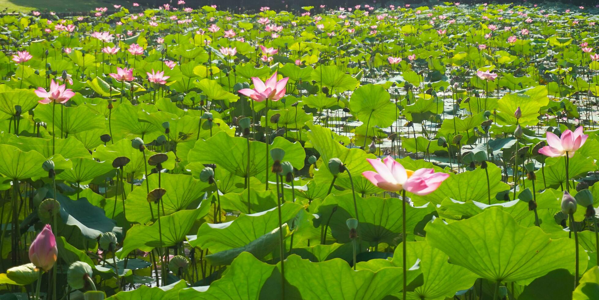 teratai o Ninfea o genere nelumbo foto