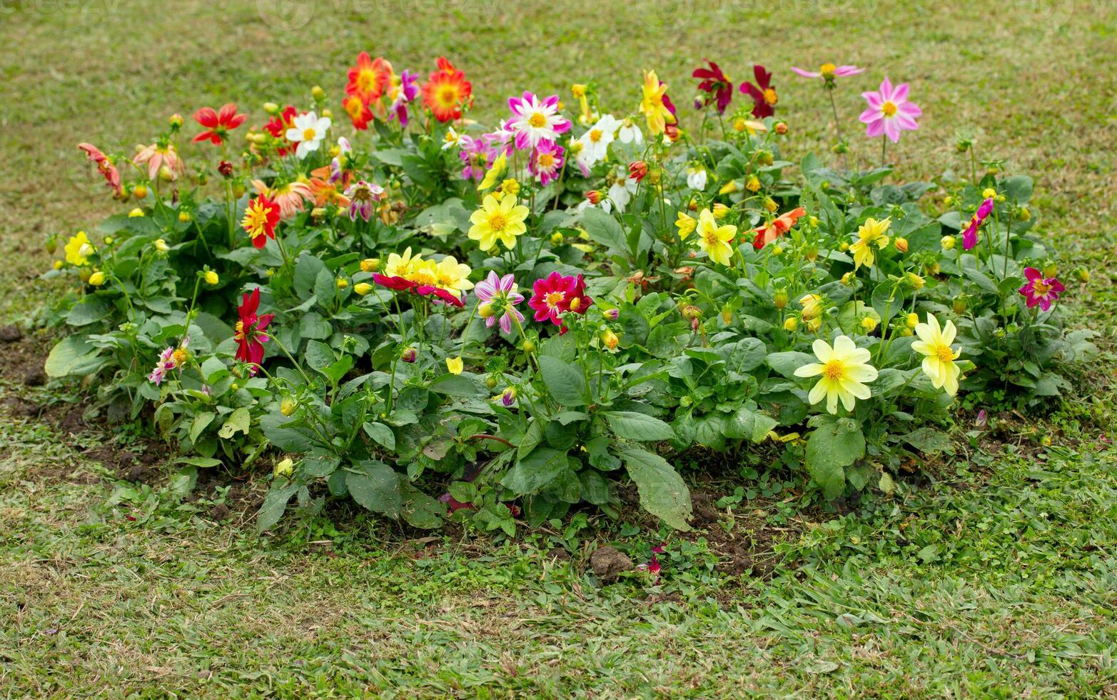 colorato fiore letto e verde erba foto