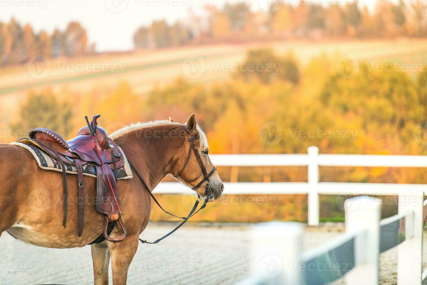 cavallo pronto per cavalcata con classico sella. equestre tema. foto