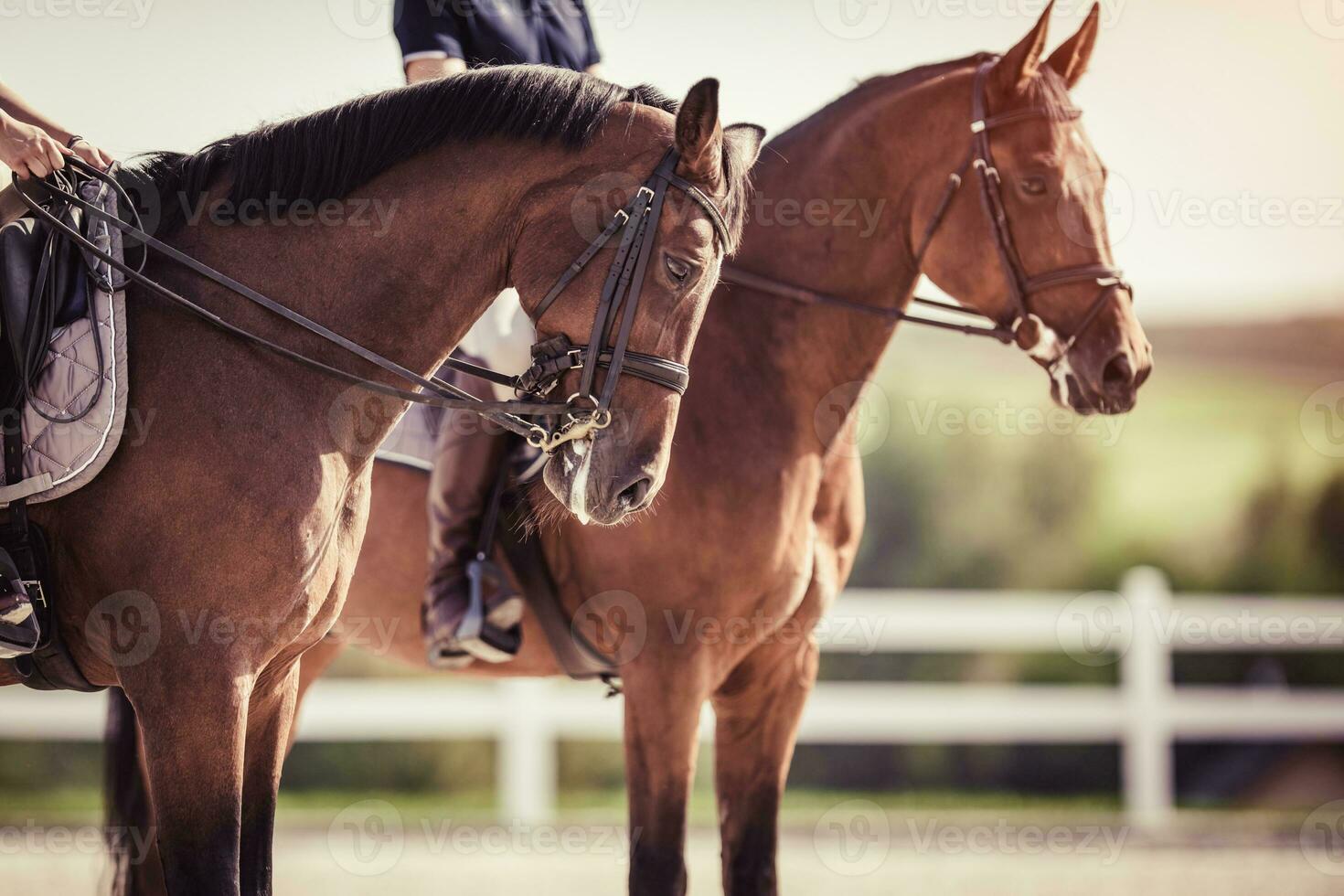 Due cavallo piloti dopo addestramento. equestre salto concorrenza. foto