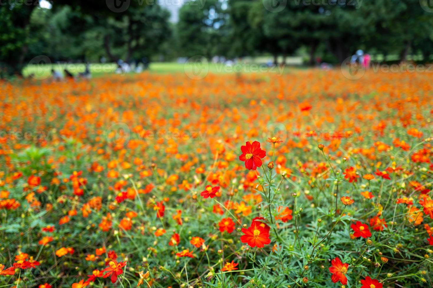 parco hamarikyu a tokio foto