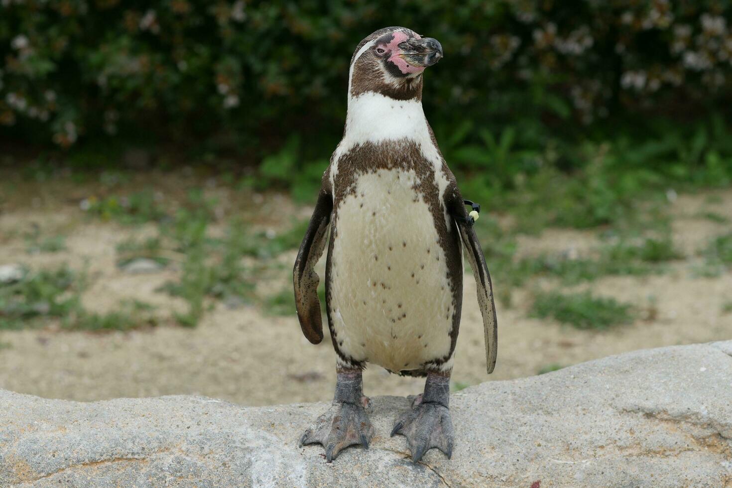 humboldt pinguino in piedi foto