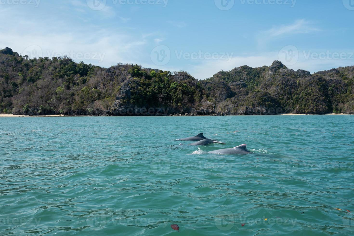 delfini al tour delle mangrovie nella geoforesta carsica del kilim a langkawi foto