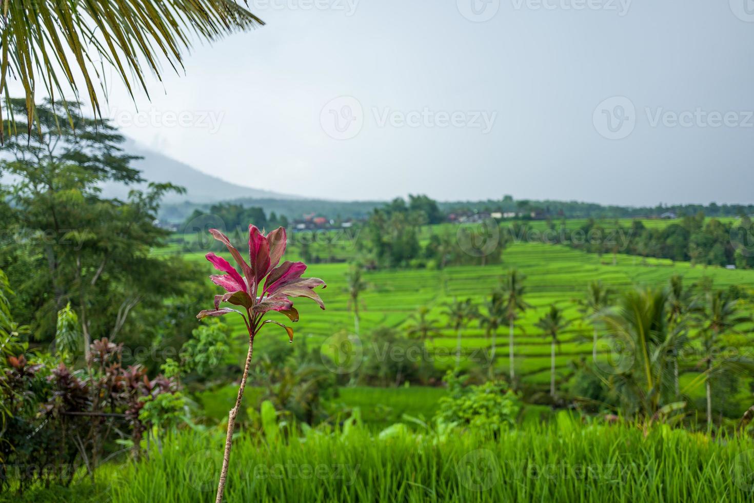 le terrazze di riso tegallalang a bali in indonesia foto