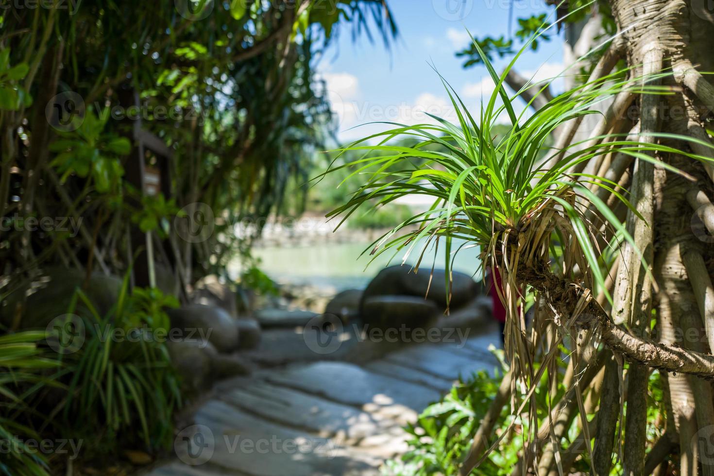 ponte sulla spiaggia di sentosa a singapore foto