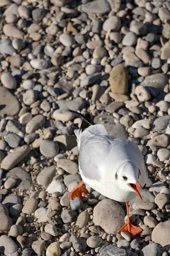 gabbiano su ciottoli spiaggia foto