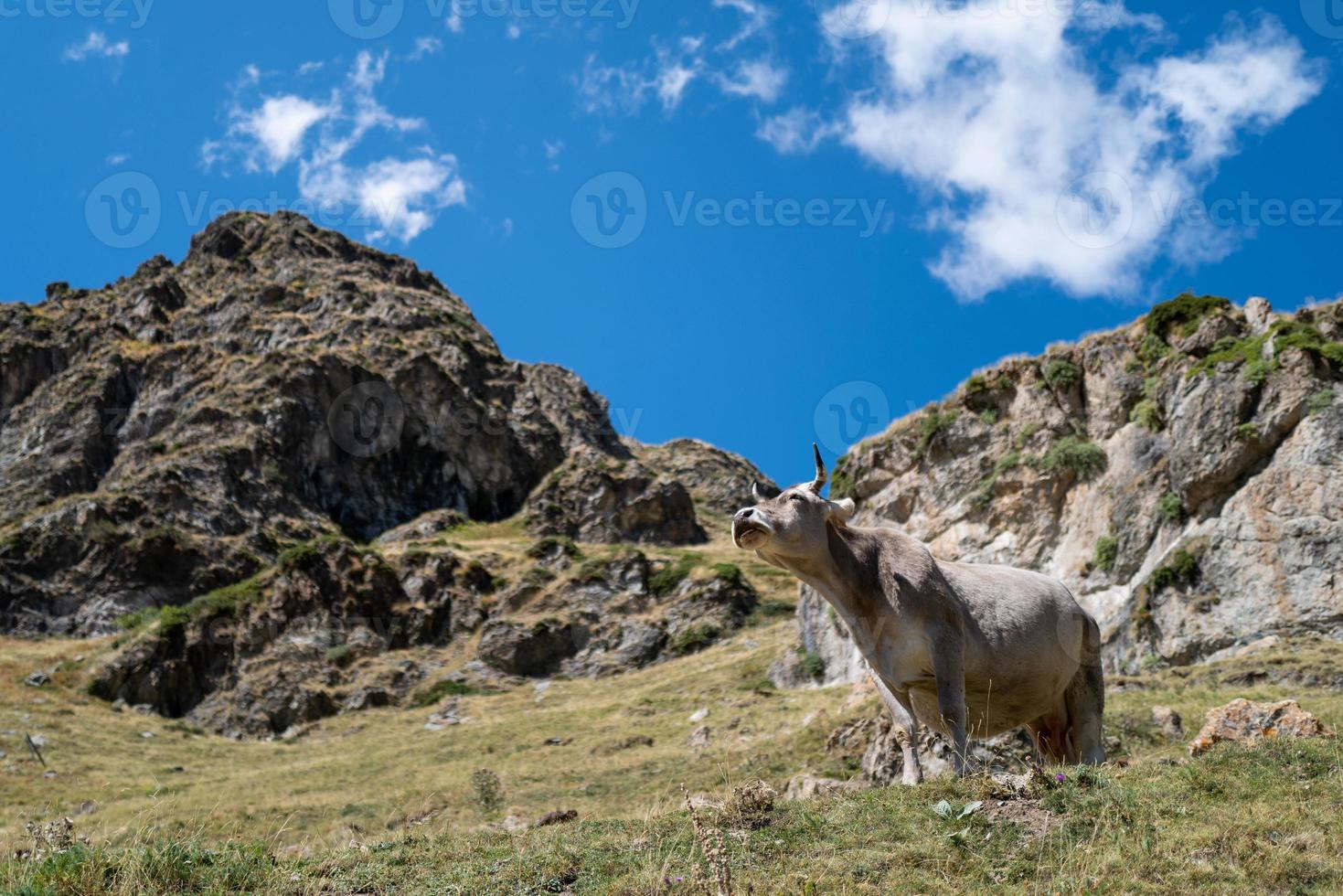 una mucca nei pirenei in spagna foto