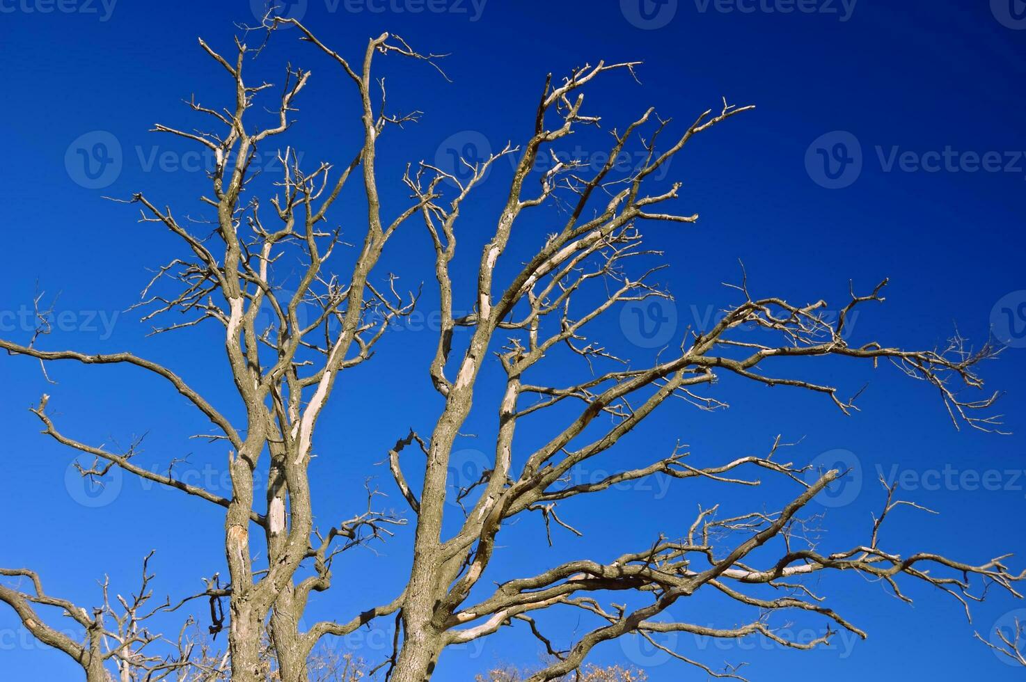 nudo albero con blu cielo foto