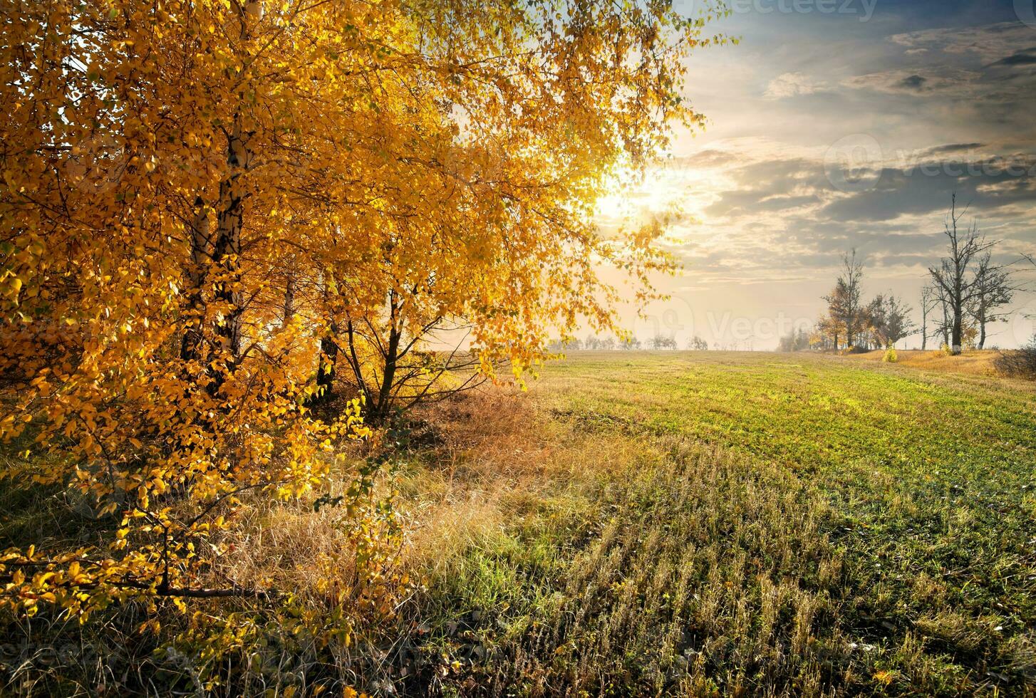 autunno nel il campo foto