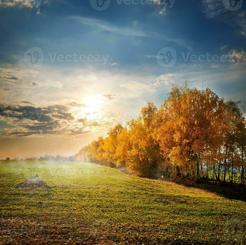 alberi nel il autunno campo foto