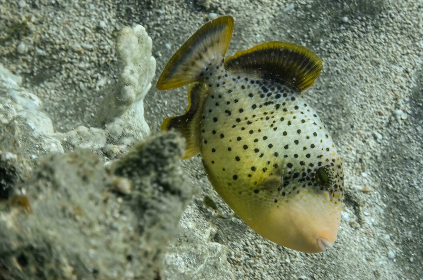 grande margine giallo balestra su il fondale marino durante immersione nel il rosso mare foto